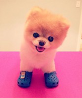 /album/moj-domaci-mazlicek/boo-crocs-jpg/